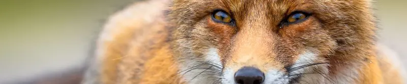 Fox Management in Hampshire