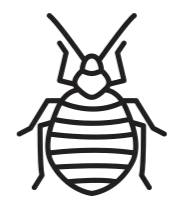 Bed bug Pest Control