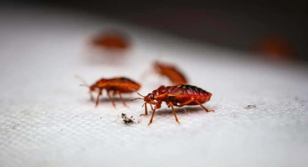 Bed bug control Portsmouth