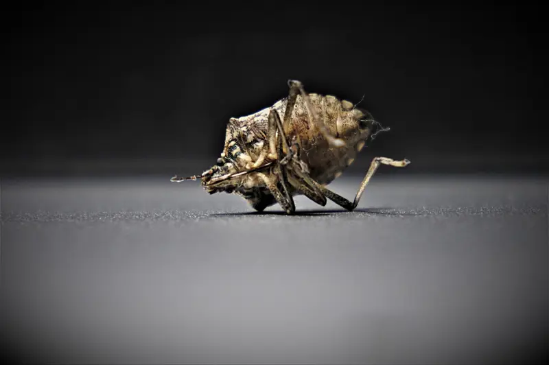 What Is The Main Cause Of Bed Bugs Image