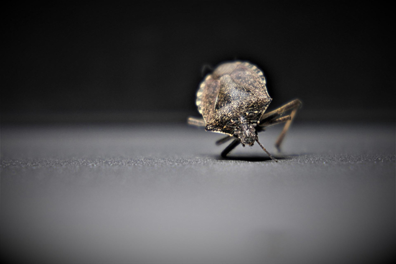 How Do You Know If You've Bed Bugs?
