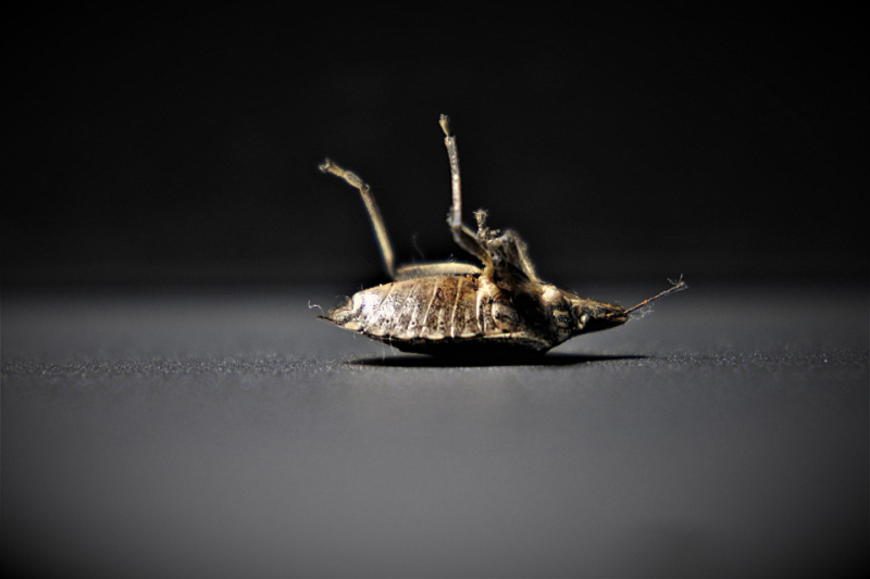  Guildford Bed Bugs Control