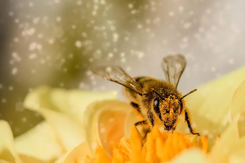 DIFFERENCES BETWEEN BEE SWARMING AND WASP NESTS