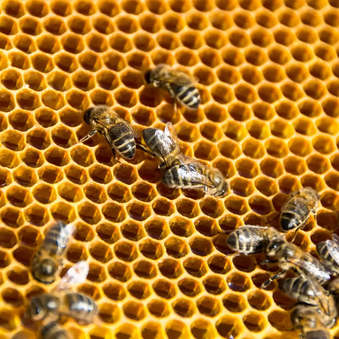 Bee nest relocation advice