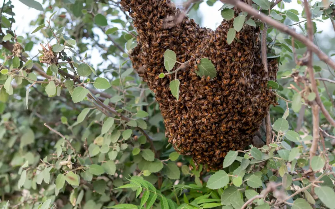 Bee nest removal Portsmouth
