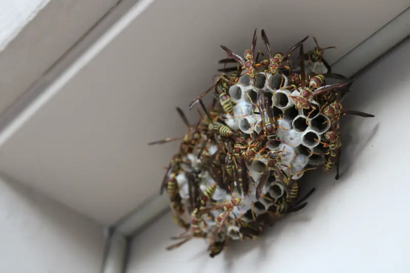 Can Wasp Nests Cause Damage Image