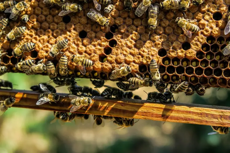 BEE NEST REMOVAL HAMPSHIRE PORTSMOUTH, SOUTHAMPTON, BASINGSTOKE AND HAMPSHIRE