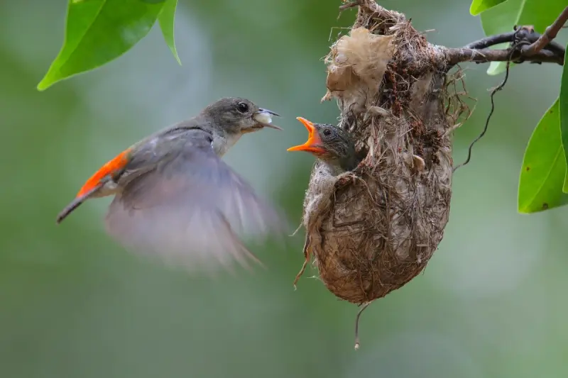 Do Birds Cause Disease Image