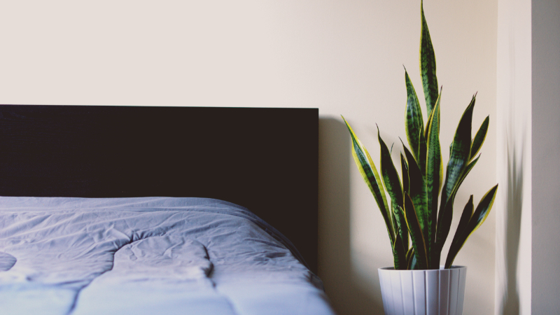 DO BED BUGS BITE?