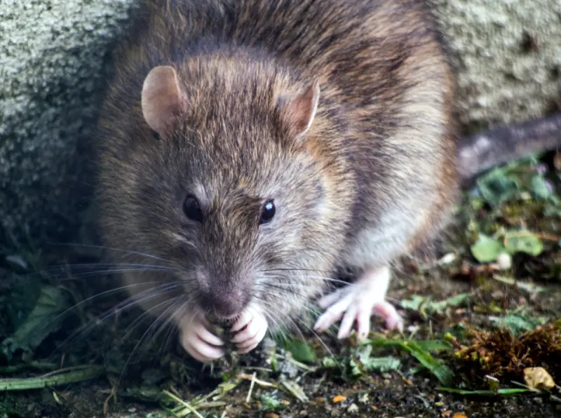 Rat Control Eastleigh