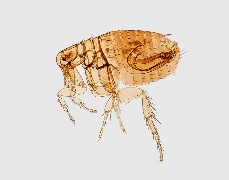 Fleas Exterminator and Pest Control Portsmouth, Southampton, Basingstoke And Hampshire
