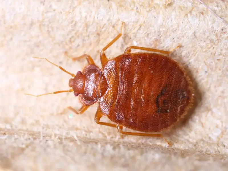 What You Need To Know About Bed Bugs Image