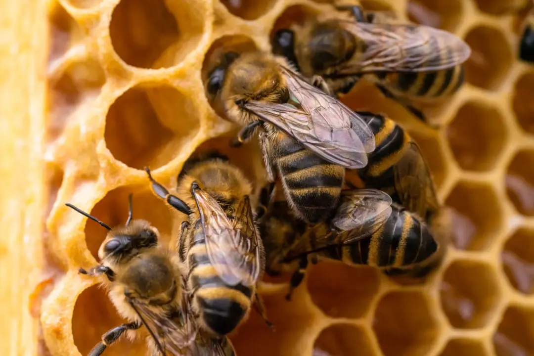 Bee Nest Removal Portsmouth, Southampton, Basingstoke and Hampshire