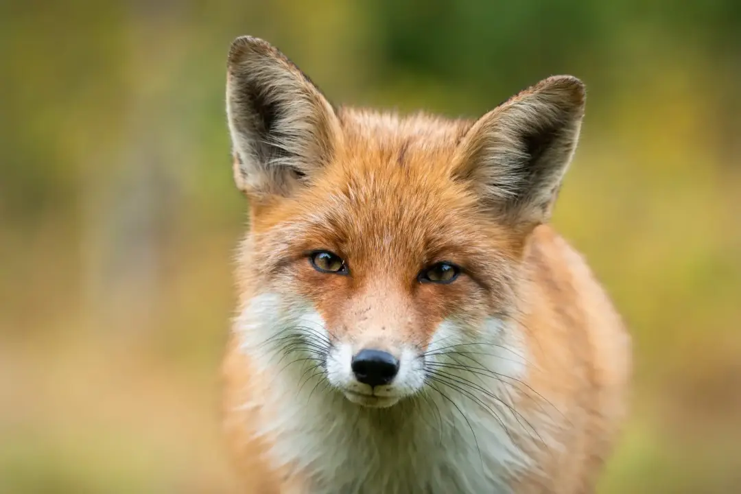 Professional fox control