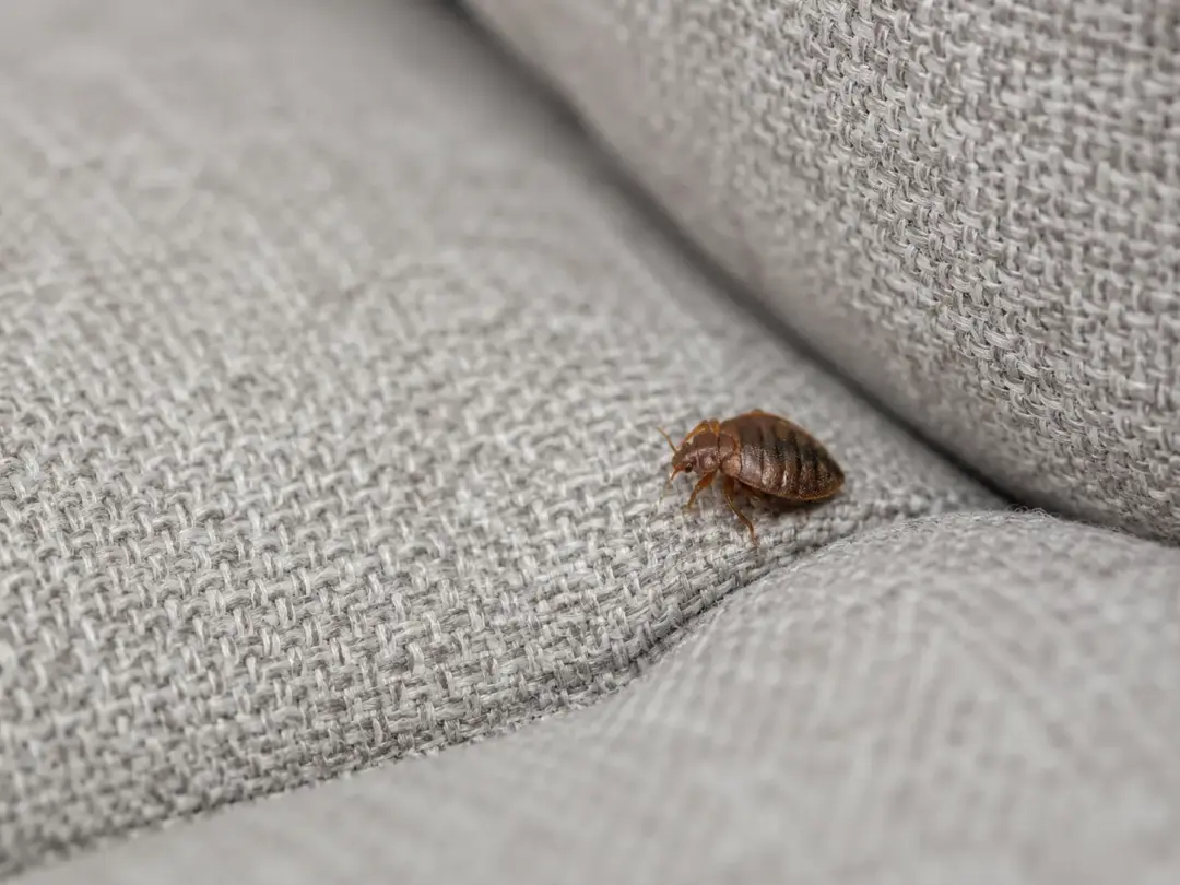 Bed bug treatment for soft furnishings