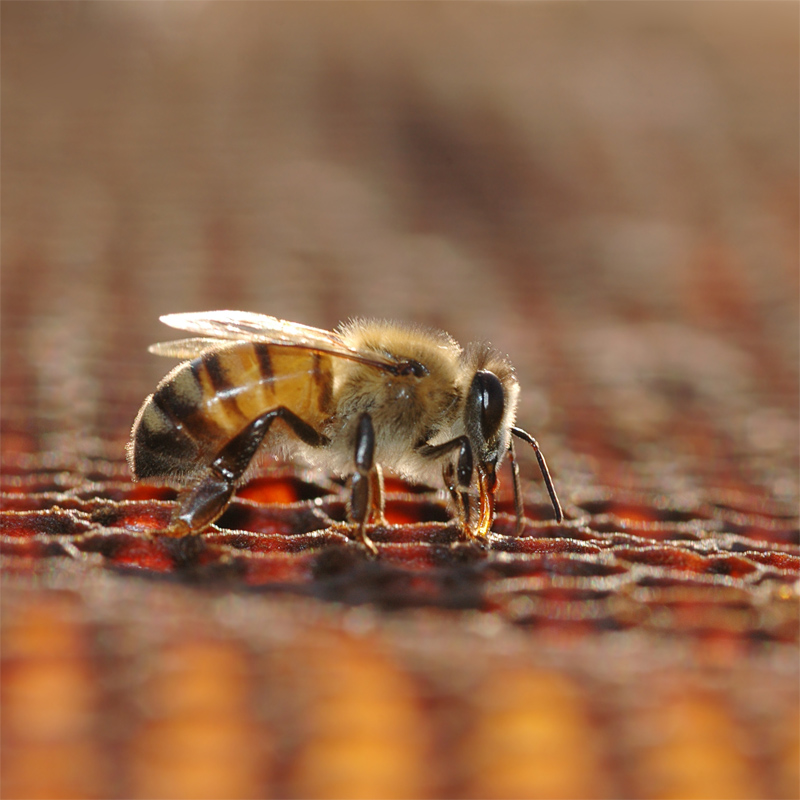 close-up bee - Bee Removal
