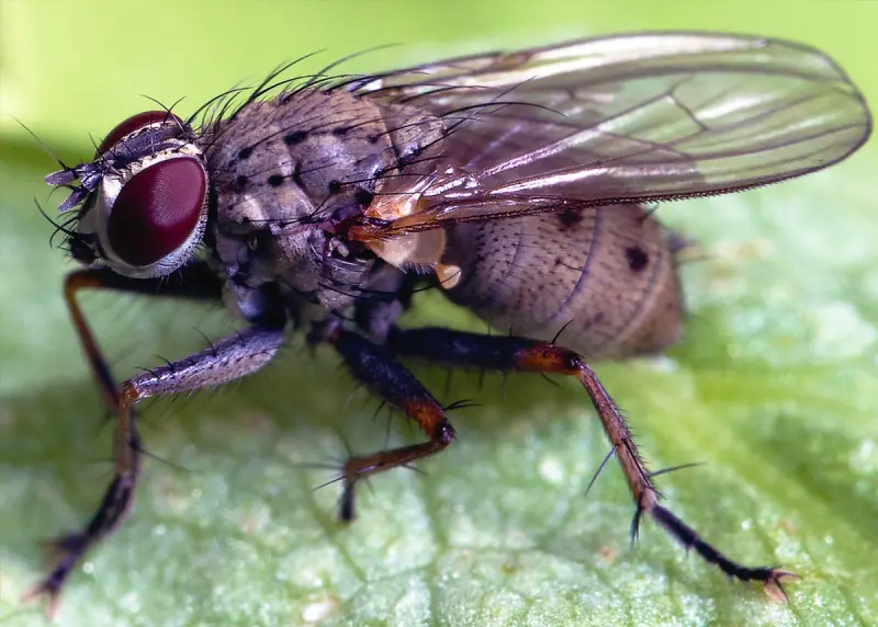 What Pests Do You Find In Your House Image