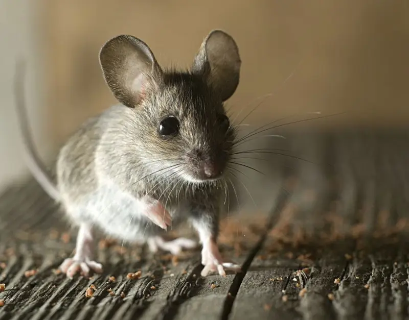 Eastleigh Mice Control