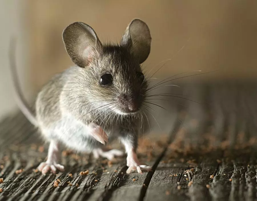 Mouse pest removal Hampshire