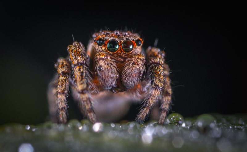 What Is The Most Common Pest In The UK? Insects and bugs