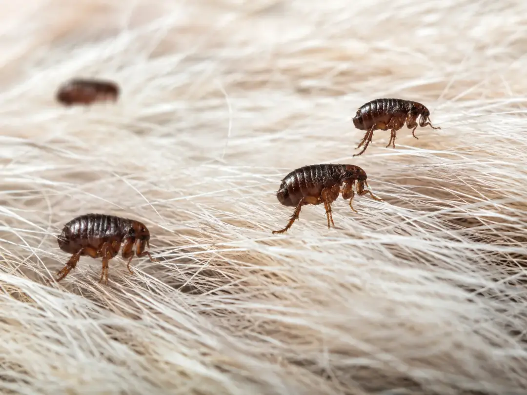 Flea control Portsmouth