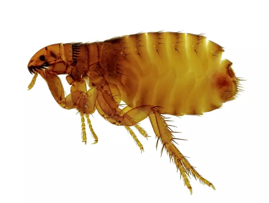 Flea pest control Hampshire