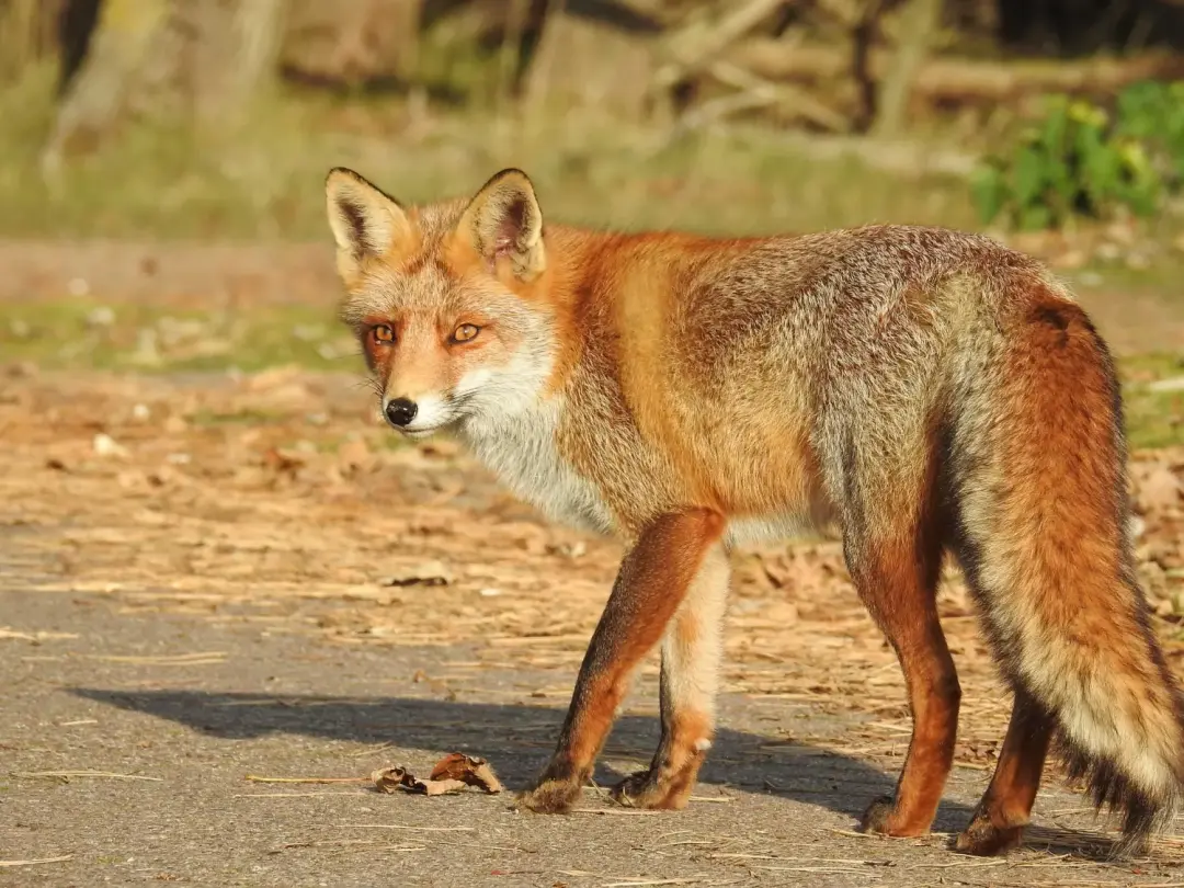 Fox control Portsmouth