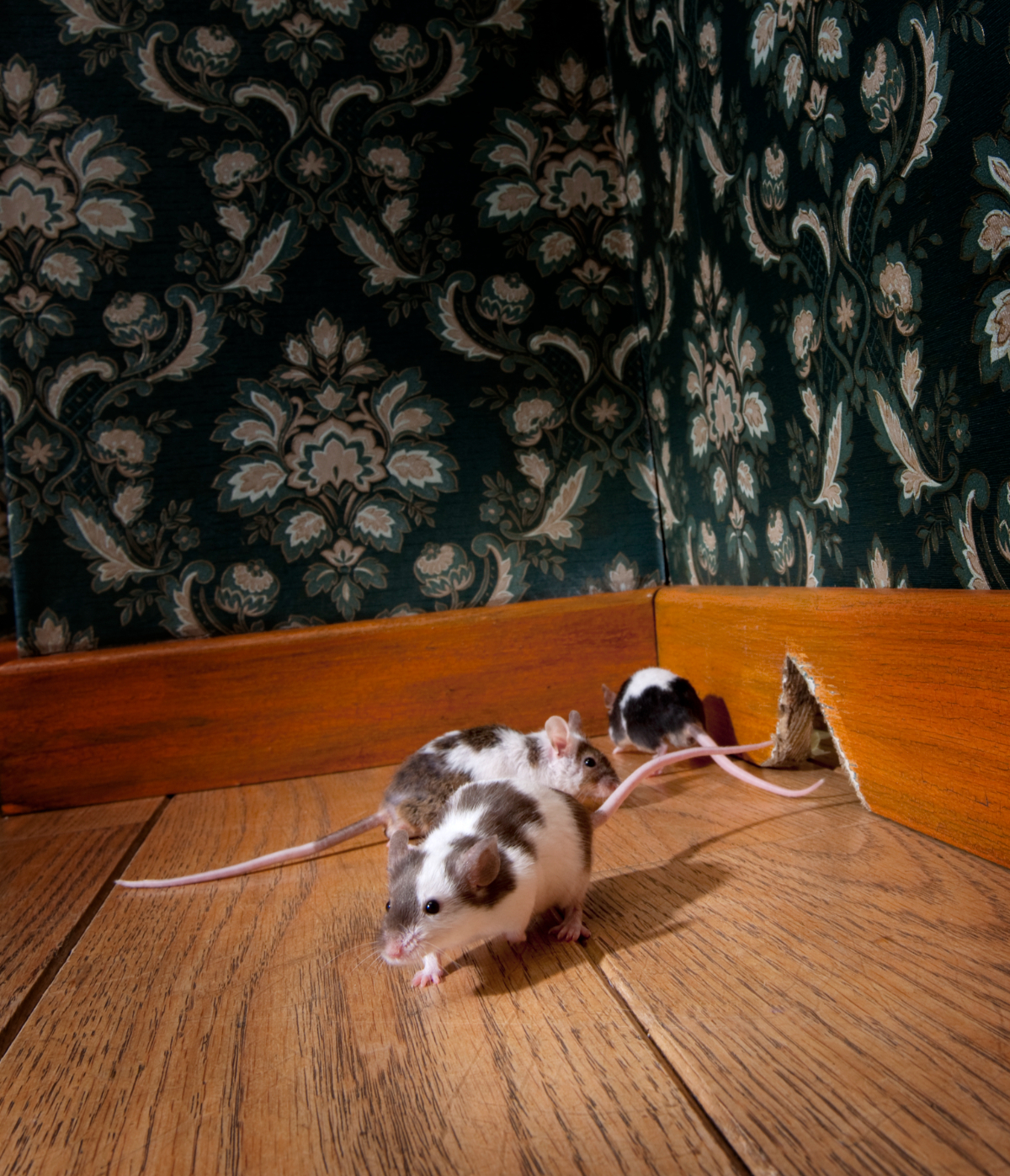 GETTING RID OF RATS AND MICE Portsmouth, Southampton, Basingstoke And Hampshire