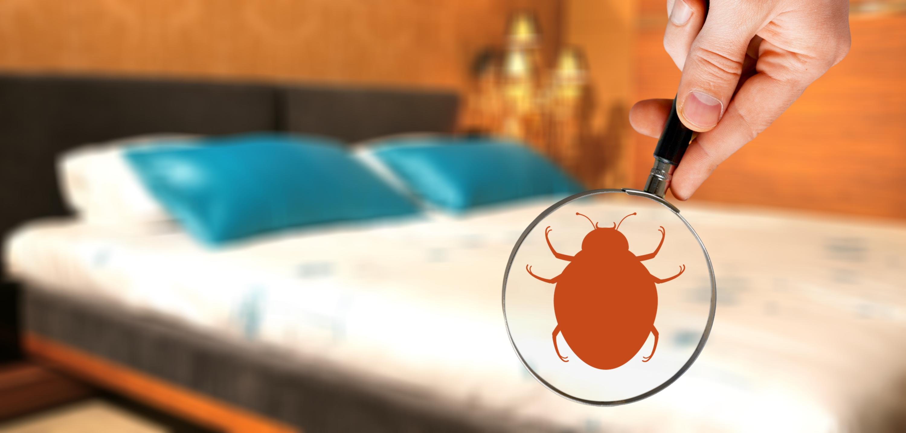 finding bed bugs - Bed Bugs Pest Control Portsmouth, Southampton, Basingstoke And Hampshire