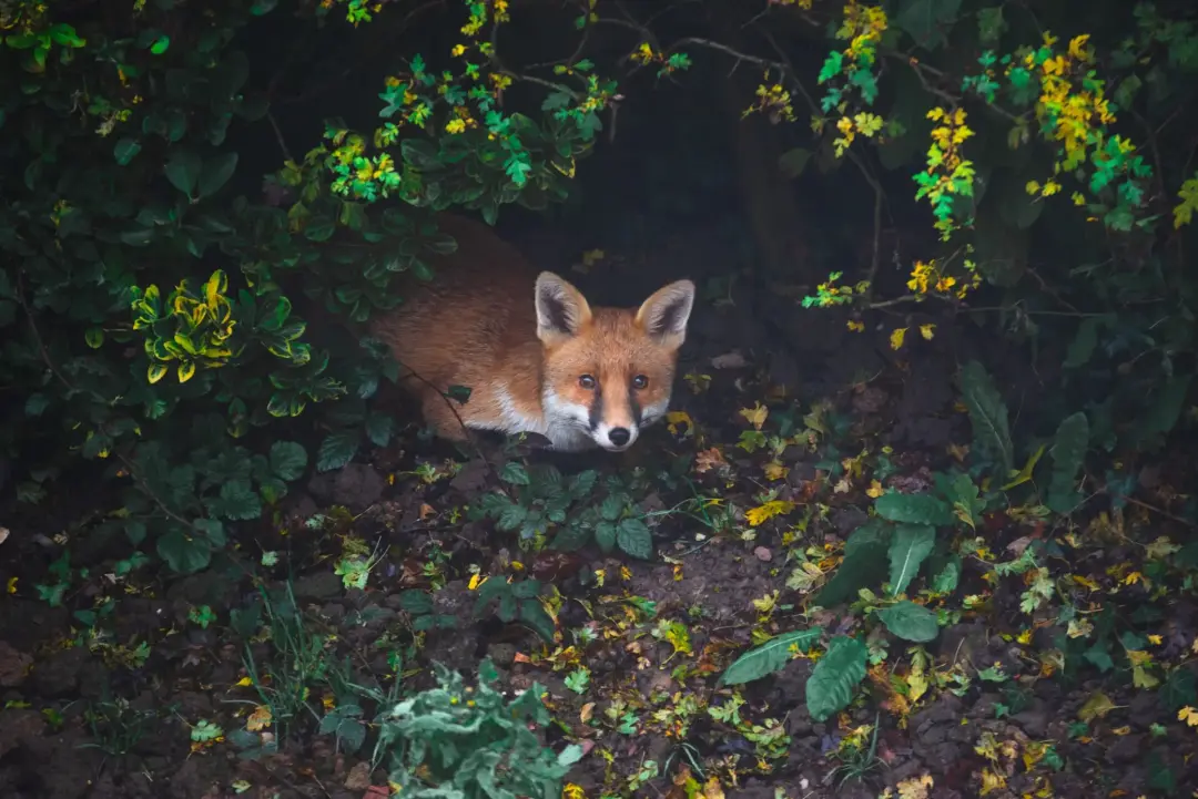 Fox control in Hampshire