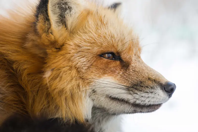 Fox pest removal Camberley, Basingstoke, Portsmouth and Hampshire