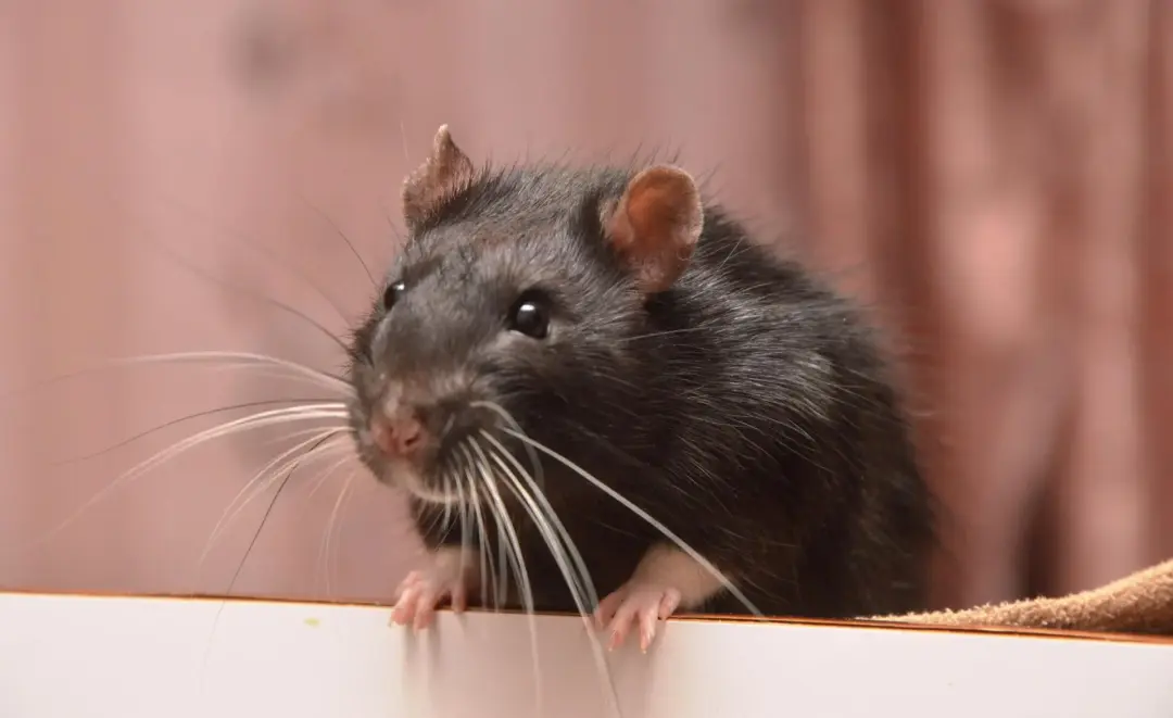 Professional Mouse Removal Portsmouth, Southampton, Basingstoke and Hampshire