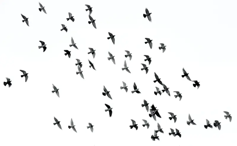 Can I Protect My Business From Birds Image
