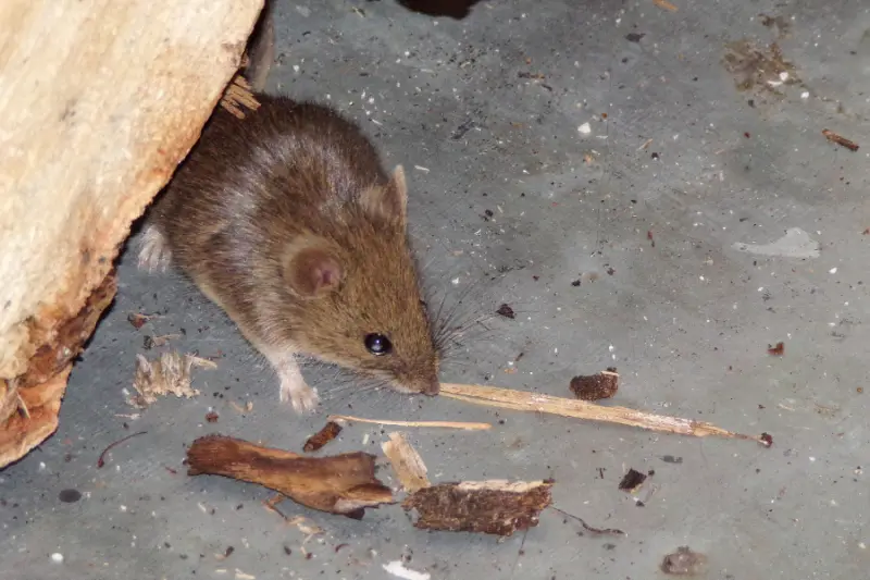 How Do I Control Rodents In My House?