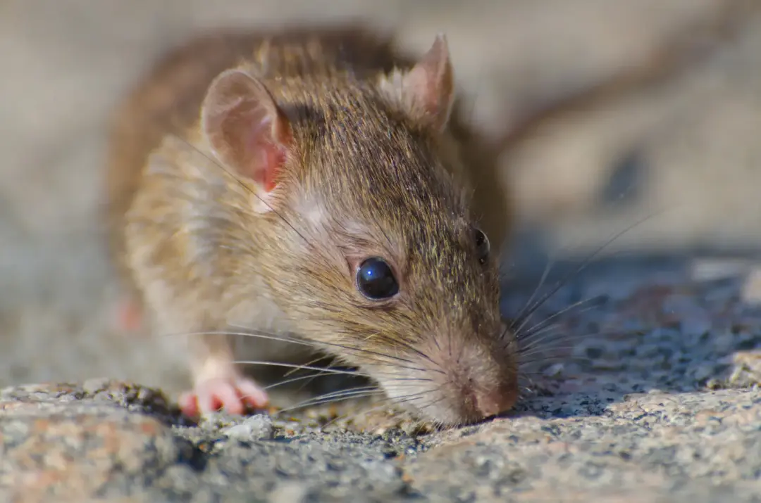 Mice control Portsmouth
