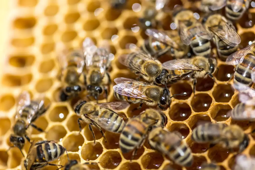 Professional bee nest removal Portsmouth, Southampton, Basingstoke and Hampshire