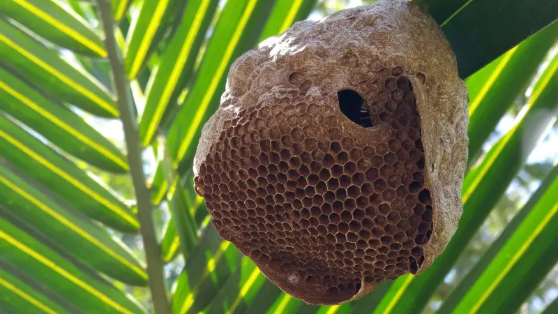Bees Nest Removal & Relocation