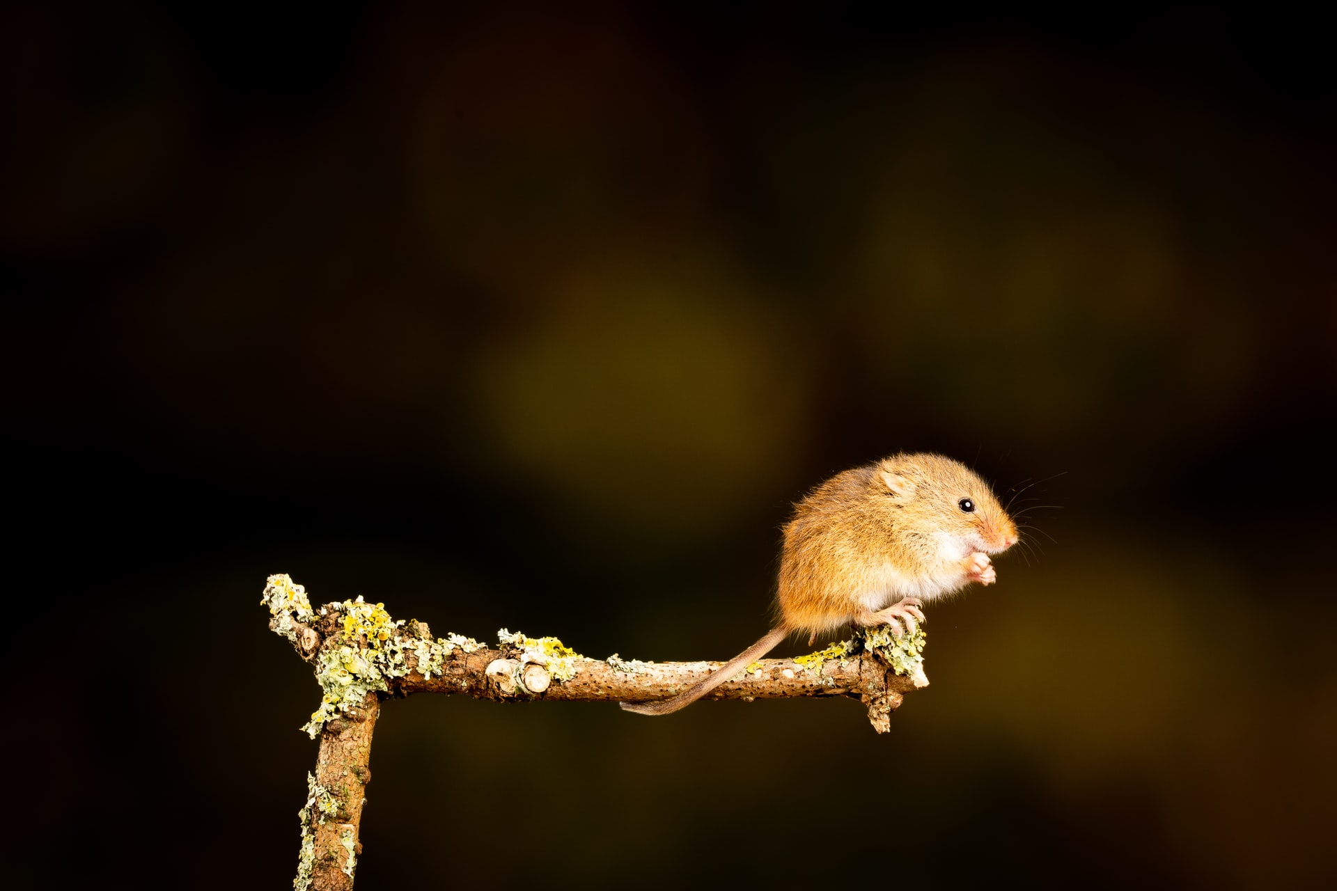 Property And Merchandise Damage Pest Infestation
