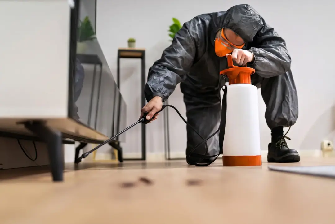 Pest control treatment Portsmouth, Southampton, Basingstoke and Hampshire