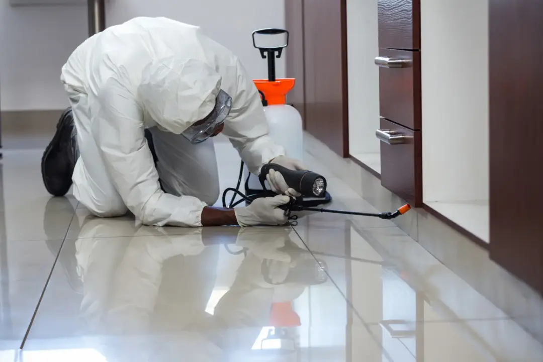 Local Pest Controllers Portsmouth, Southampton, Basingstoke and Hampshire