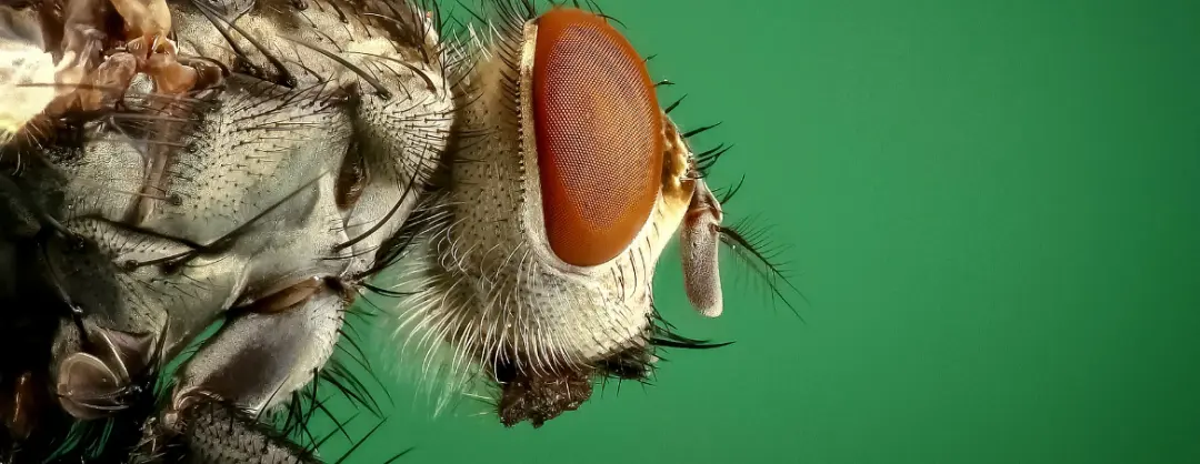 What Are The Common Diseases Caused By Pests