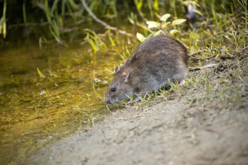 Are Rats In Your Garden A Problem Image