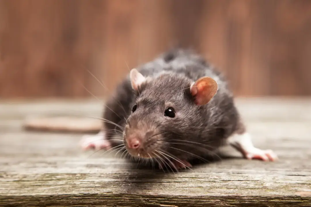 Rat control Portsmouth