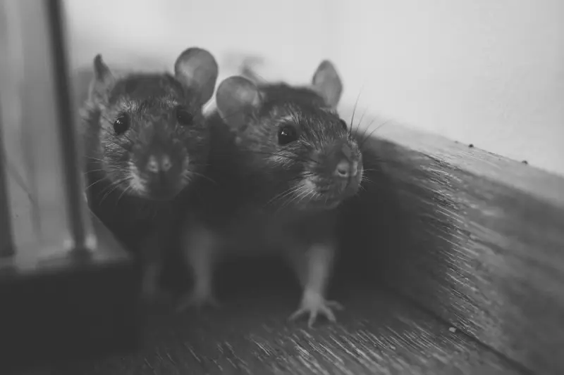 Where Do Rats Typically Nest Image