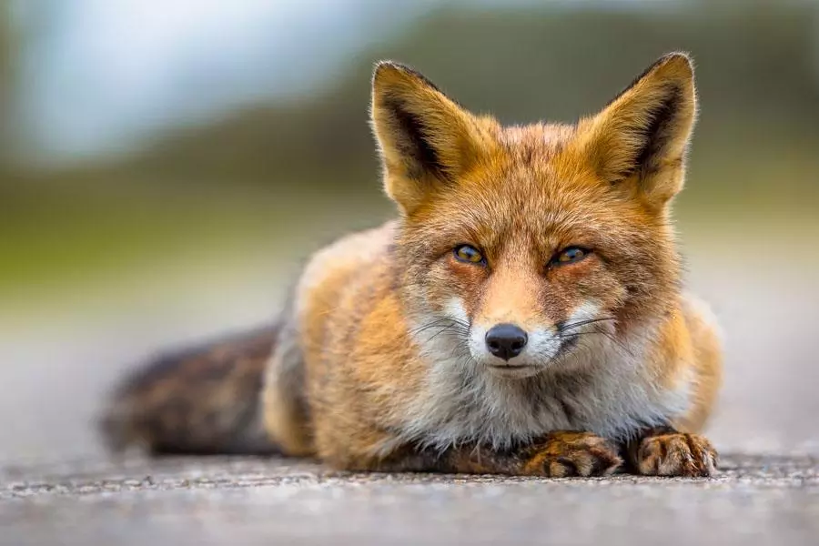 What Animals Are Vermin In The UK? Foxes