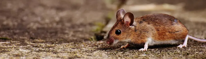 What Problems Can A Pest Infestation Cause Your Business Image
