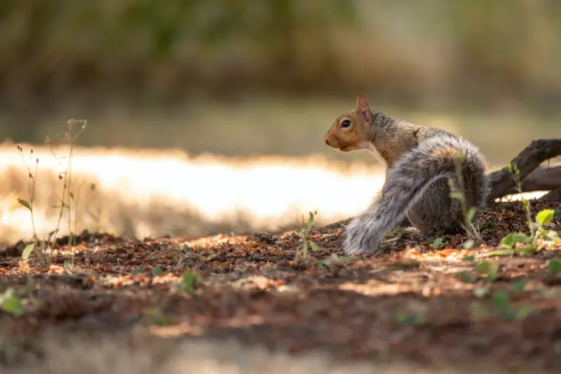 What Animals Are Vermin In The UK Image
