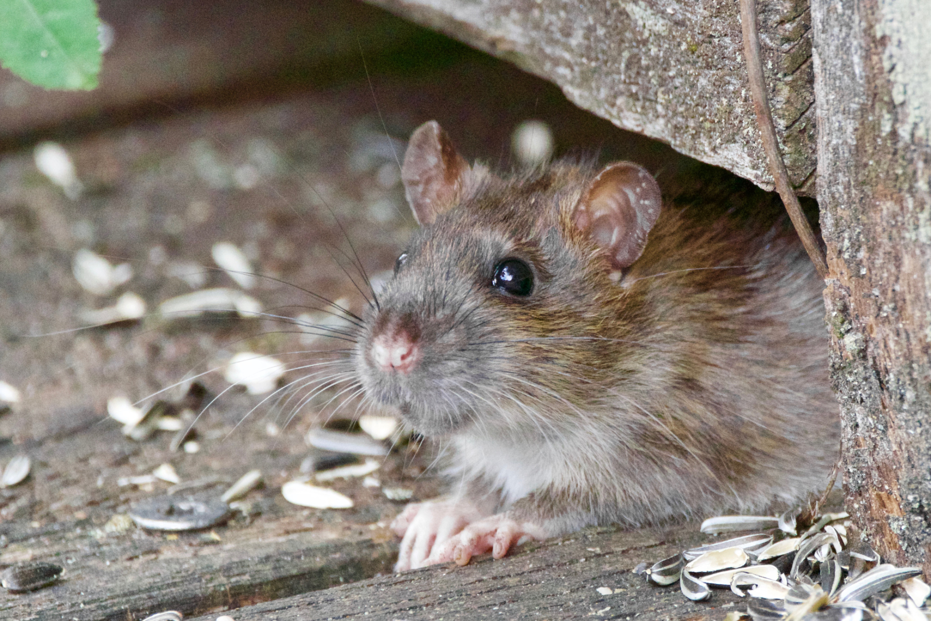 WHAT DRAWS MICE AND RATS INTO YOUR HOME?