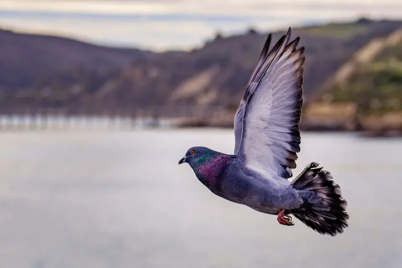 Why Are Birds A Pest Image