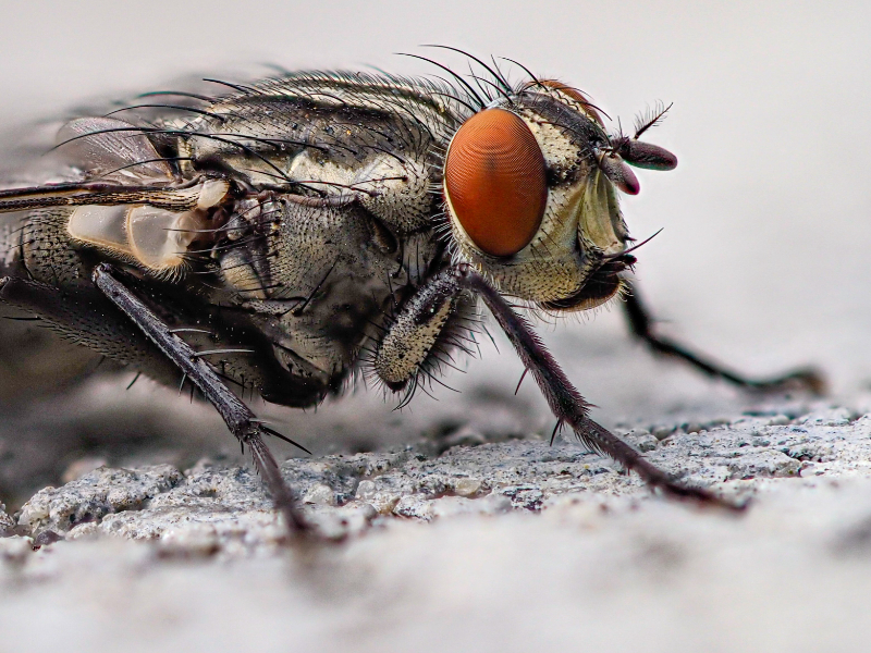 What Is The Most Common Pest In The UK? Mosquitoes